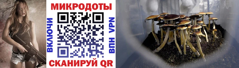 Галлюциногенные грибы Psilocybe  Фокино 